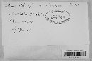 Image of Guepinia elegans