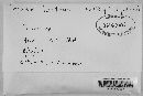 Irpex lacteus image