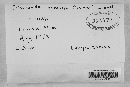 Disciseda candida image