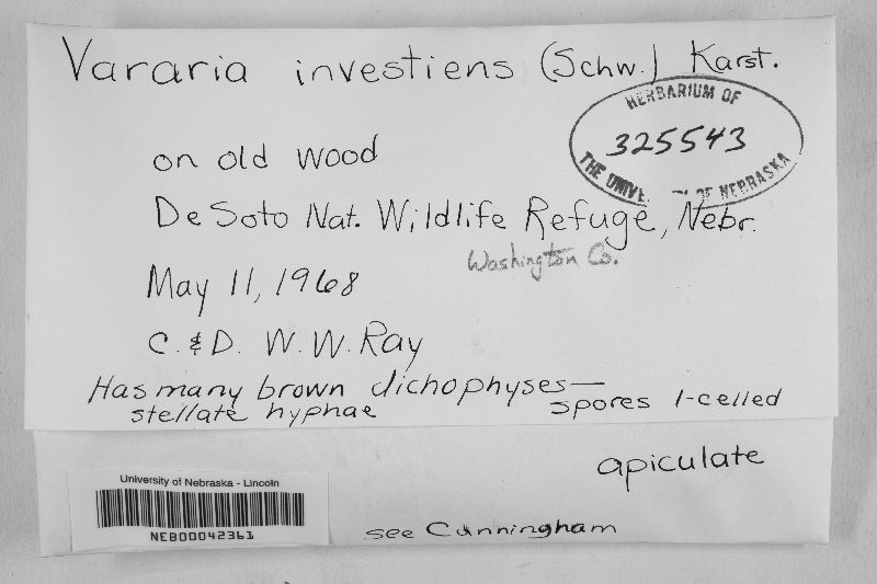Vararia investiens image