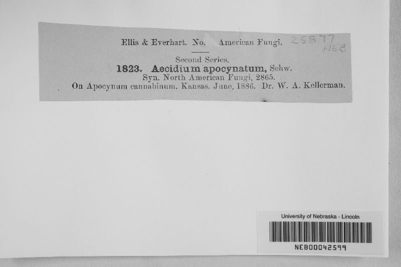 Aecidium apocynatum image