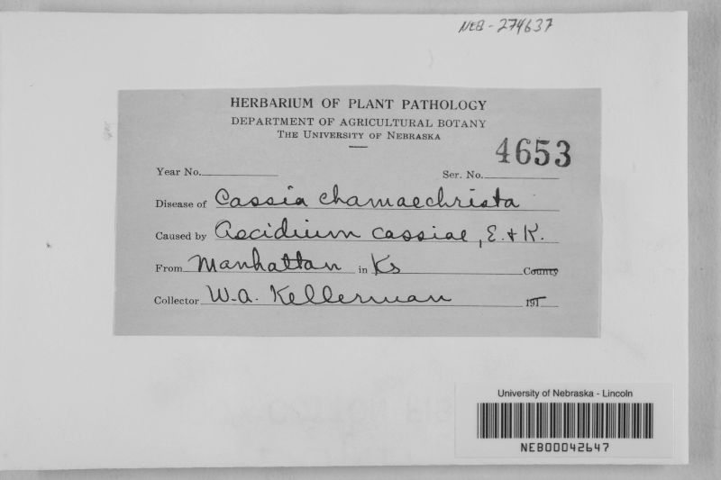 Endophyllum cassiae image