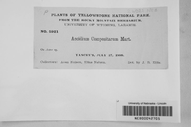 Aecidium compositarum image