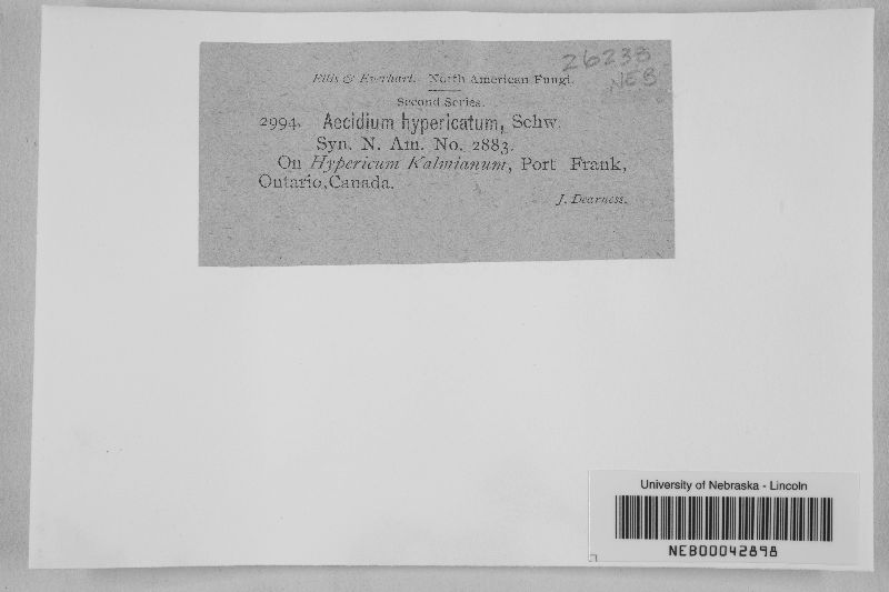 Aecidium hypericatum image