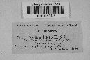 Aecidium phlogis image