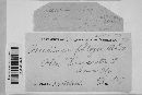 Aecidium phlogis image