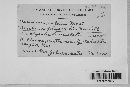 Aecidium solani image