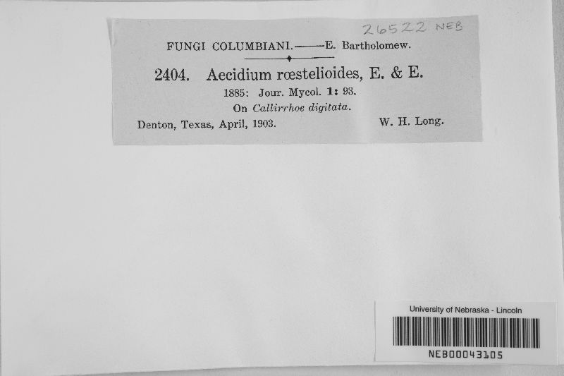 Aecidium roestelioides image
