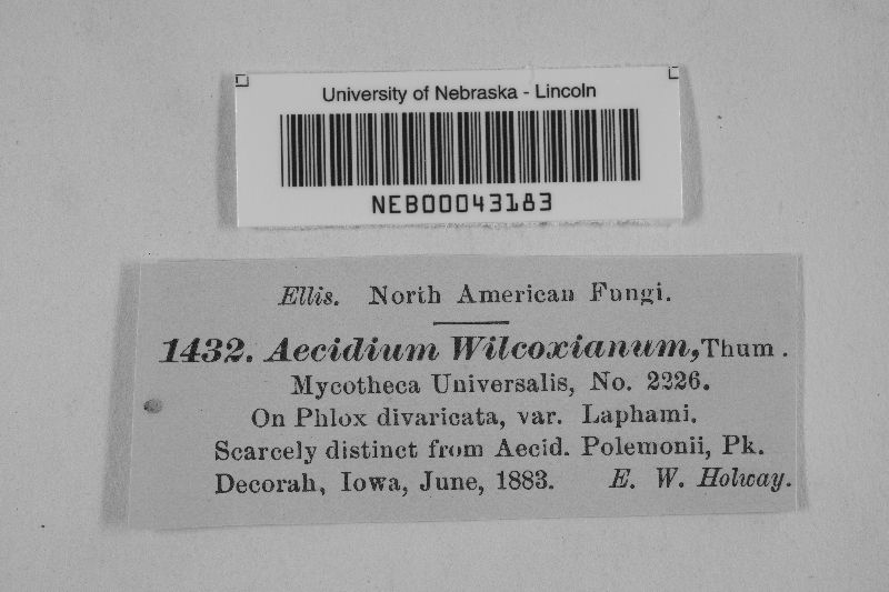 Aecidium wilcoxianum image