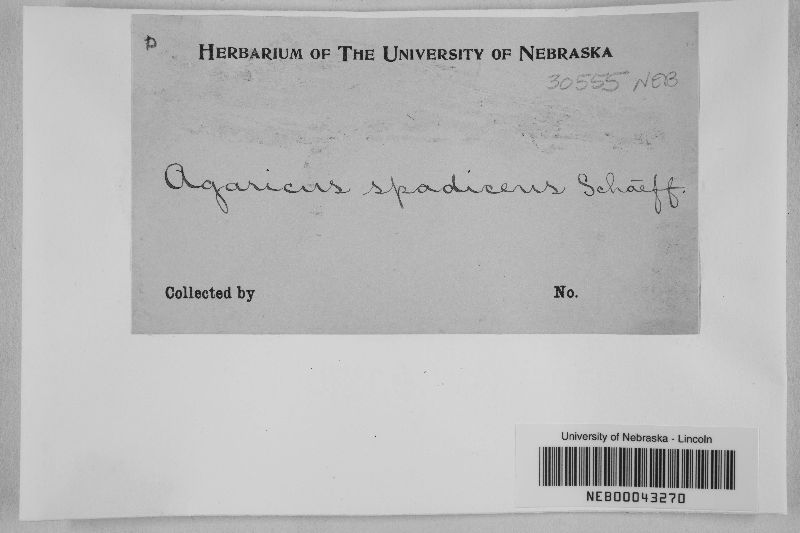 Hygrocybe spadicea image