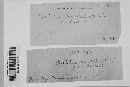 Albugo candida image