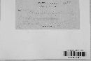 Albugo candida image