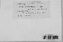 Albugo candida image