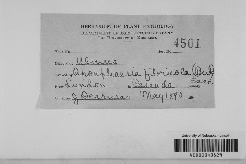 Phoma glomerata image