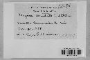 Arcyria denudata image