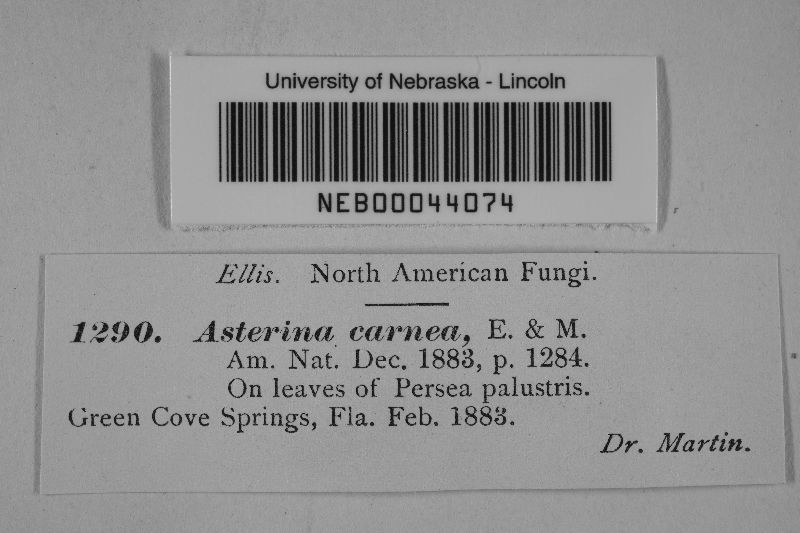 Rhytidenglerula carnea image