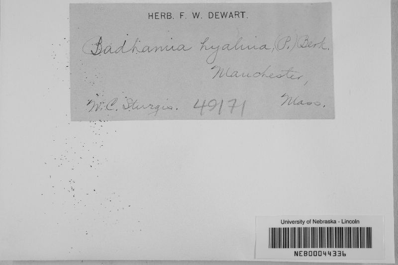 Badhamia hyalina image