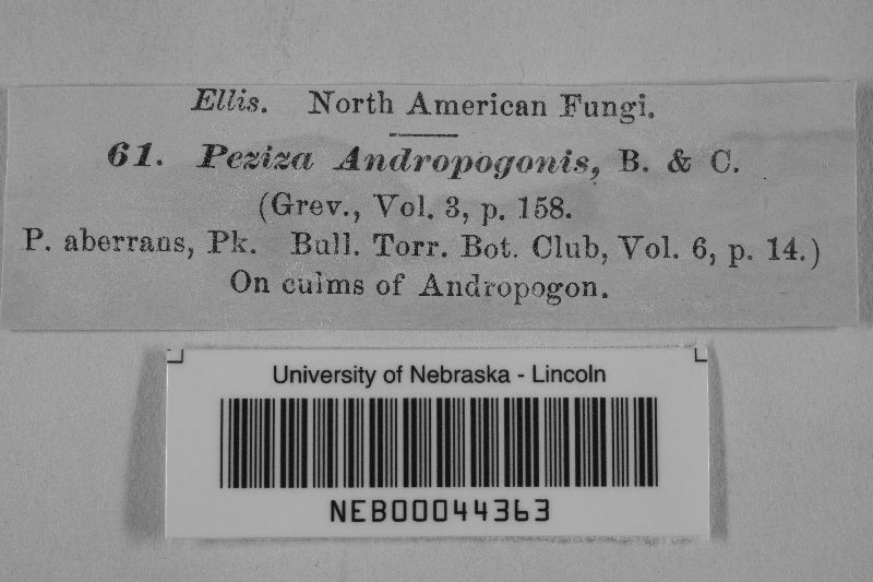 Belonium andropogonis image