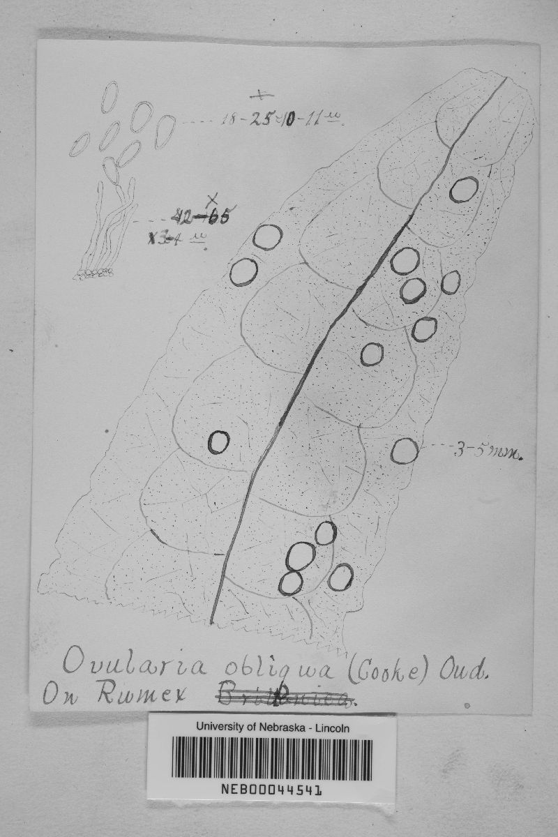 Ramularia obliqua image