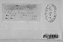 Leptoxyphium fumago image
