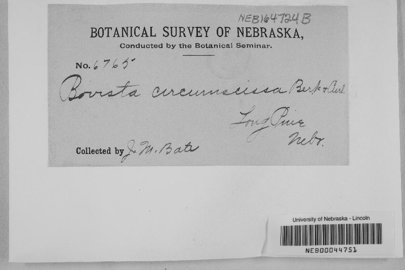 Bovista circumscissa image