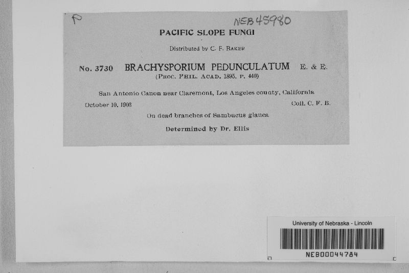 Brachysporium pedunculatum image