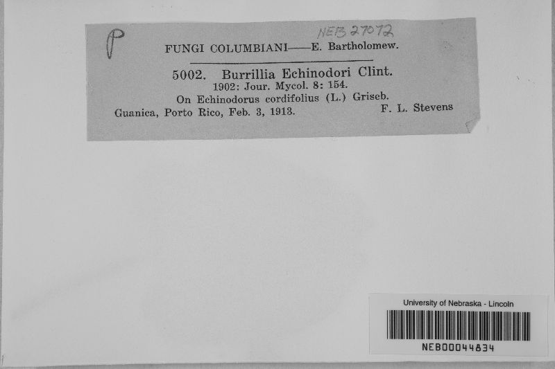 Burrillia echinodori image