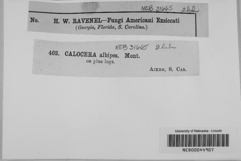 Calocera albipes image