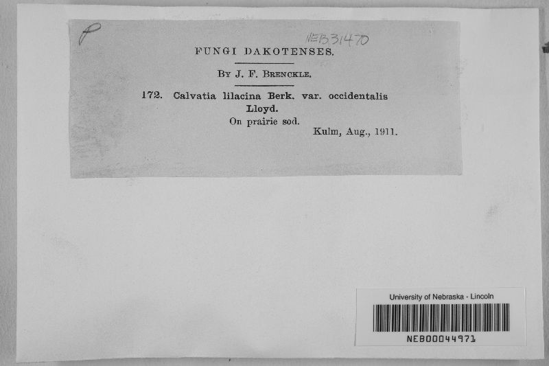 Calvatia lilacina var. occidentalis image