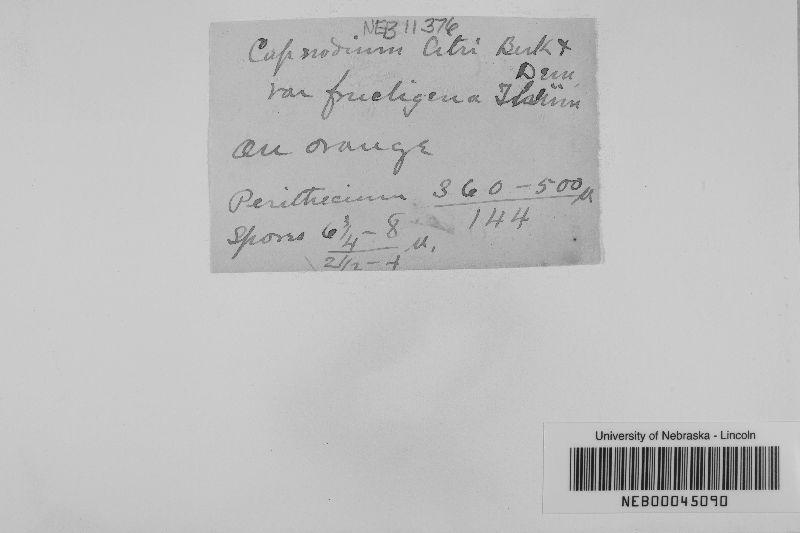 Capnodium citri var. fructigena image