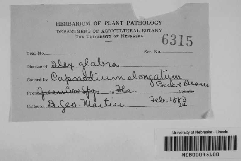 Capnodium image