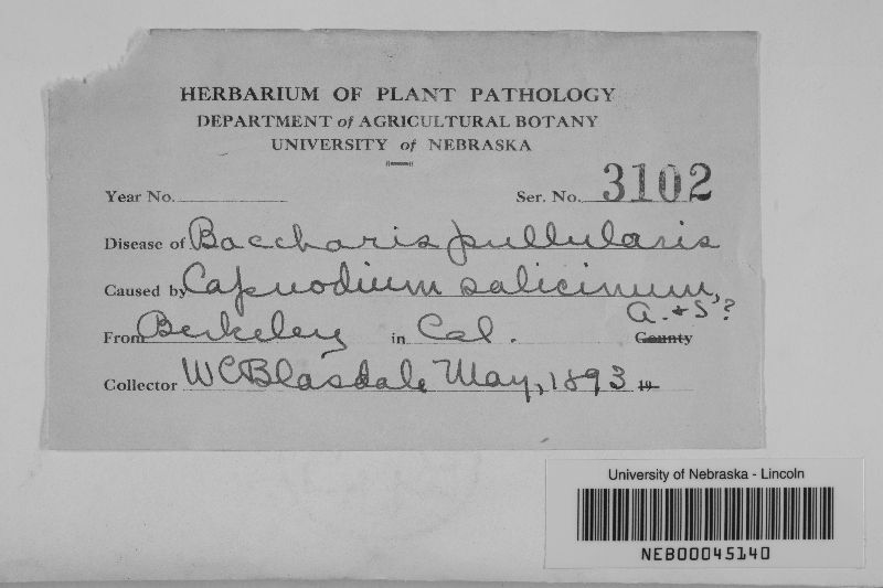 Capnodium image