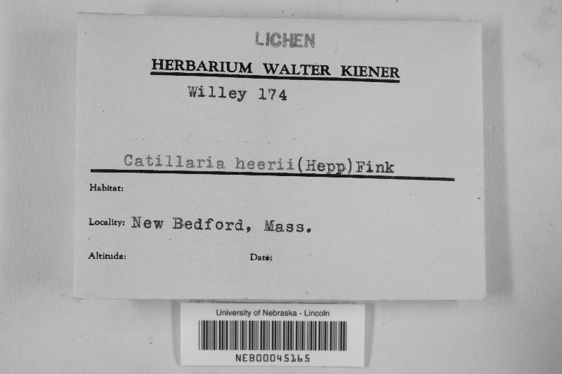 Catillaria heerii image
