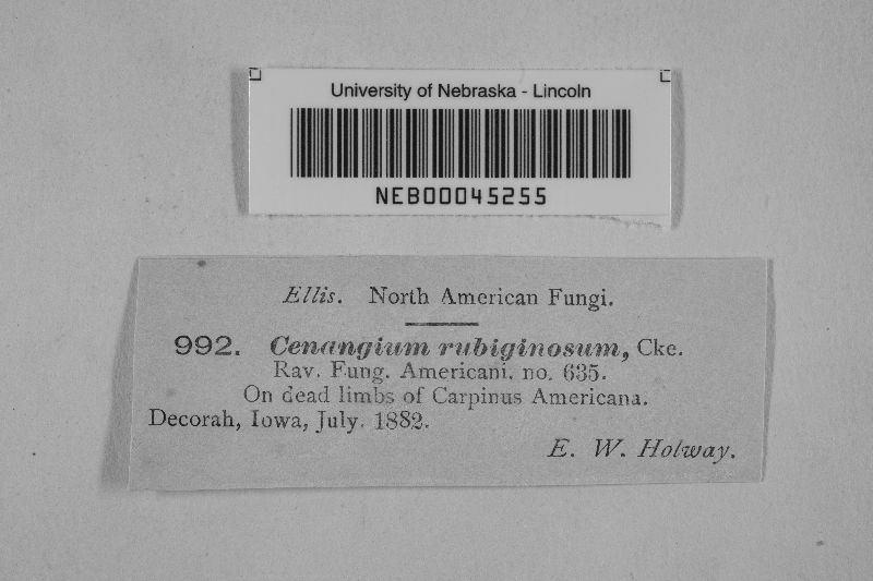 Cenangium rubiginellum image