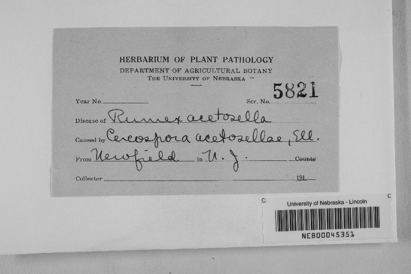 Cercospora acetosellae image