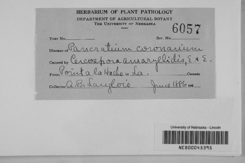 Cercospora amaryllidis image