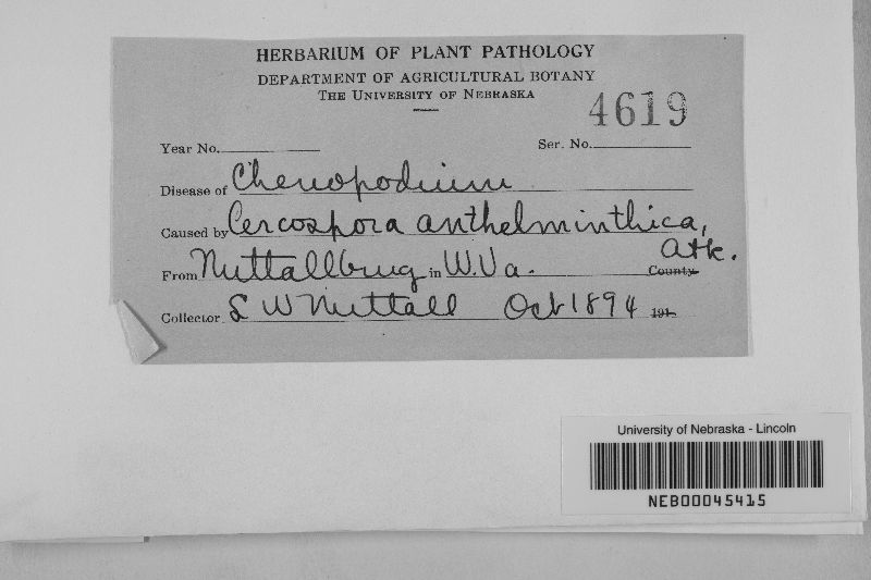 Cercospora anthelmintica image