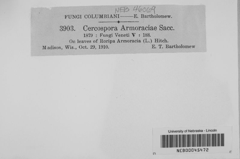 Cercospora armoraciae image