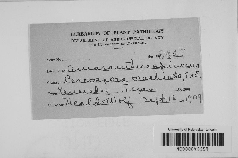 Cercospora brachiata image