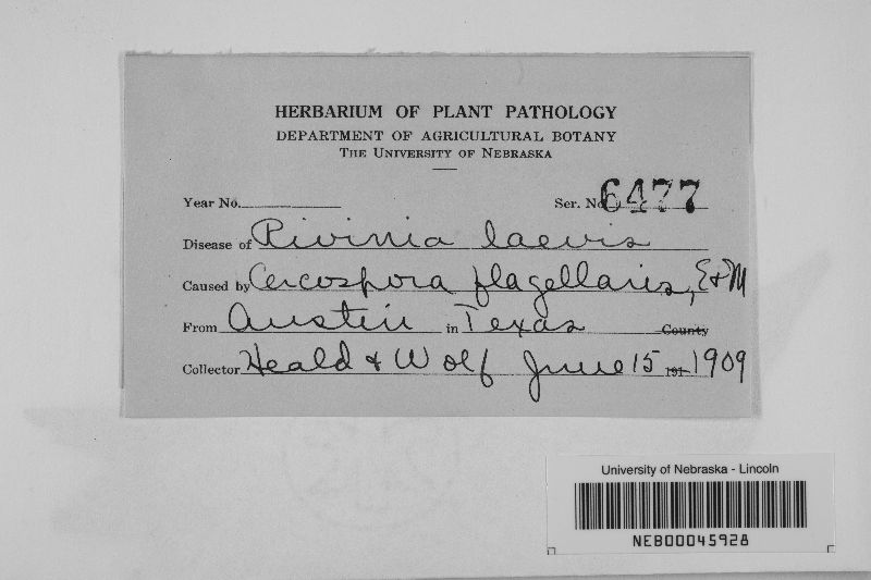 Cercospora flagellaris image