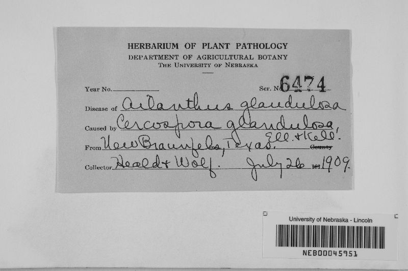Cercospora glandulosa image
