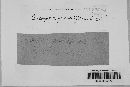 Cercospora granuliformis image
