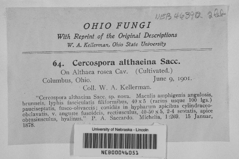 Cercospora kellermani image
