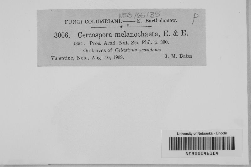 Cercospora melanochaeta image