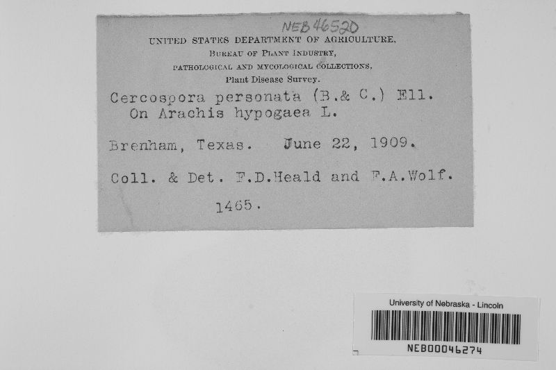 Mycosphaerella berkeleyi image