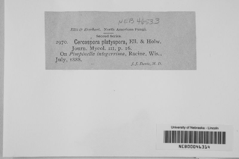 Cercospora platyspora image