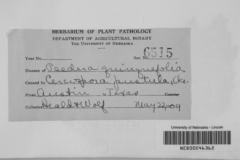 Cercospora pustula image