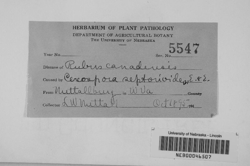 Cercospora septorioides image