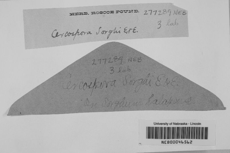 Cercospora sorghi image