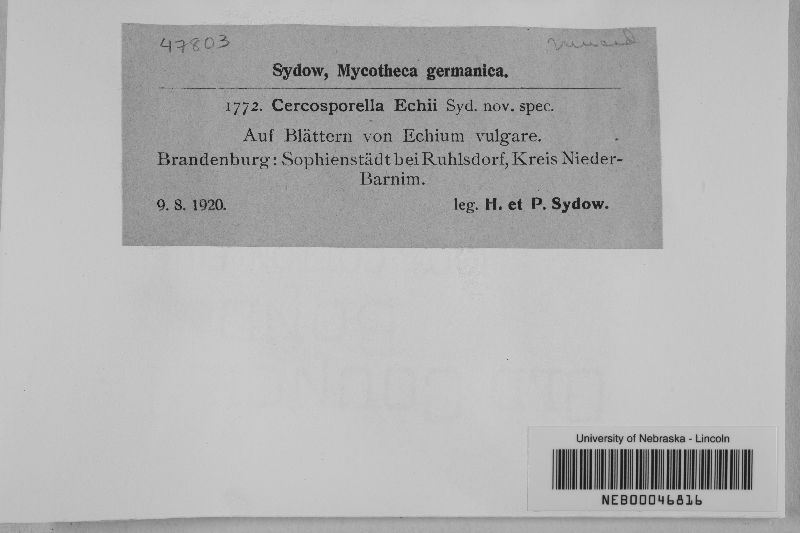 Cercosporella echii image